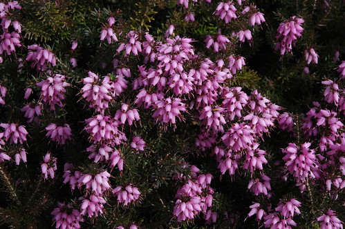 Purple blooming heather, Bellevue, Washington, USA by Wonderlane