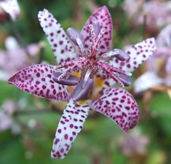 Tricyrtis (Toad lily)