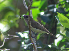Pachycephalidae - Whistlers and Allies