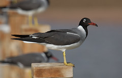 Birds of Sinai April 2009
