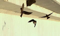 Bridge Swallows