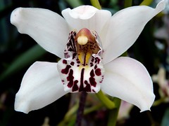 orchid hybrids i've bloomed #11 (full)