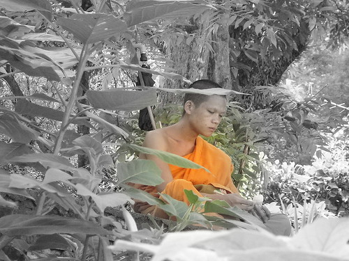 Meditation in the forest