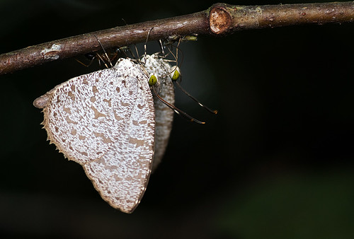 Allotinus horsfieldi butterfly DSC_8778