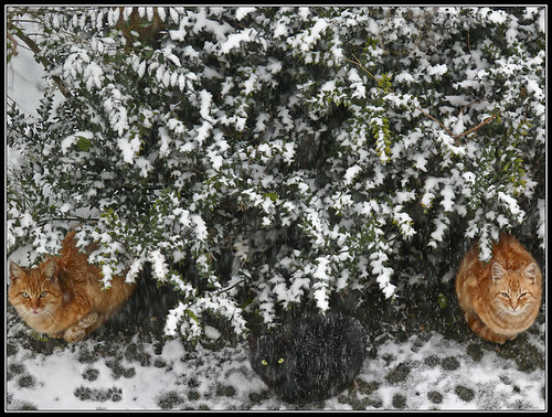 Three beauties on the snow:)