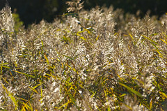 Grass and reeds