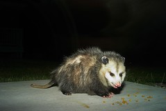Opossum!
