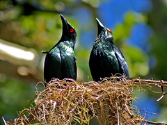 Sturnidae - Starlings