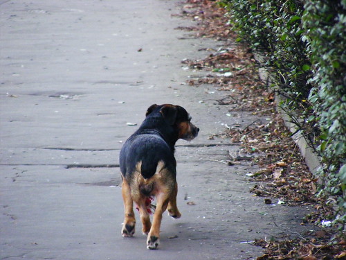 Dog running away from me...