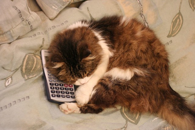 Cat and Calculator - Top View