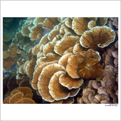 Bontang的珊瑚生態(M. R. Taufik攝)