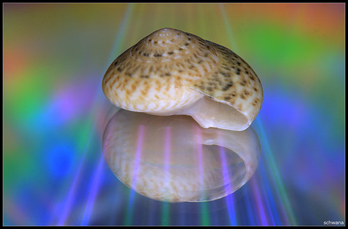 Disco Shell