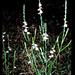 Verbena officinalis-JH12341