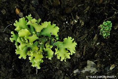Bryophytes - Lichens Mosses Liverworts & Hornwarts