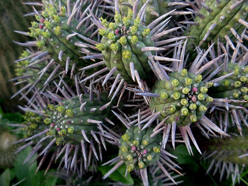 Euphorbia ferox by ecos de pedra