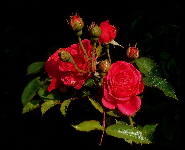 Lovely Roses Pics