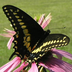 Swallowtail & Viceroy Butterflies 001