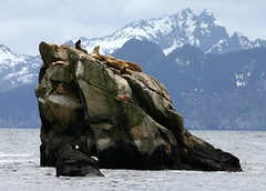 Alaska - Seward Whale Watching Cruise