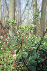 Euphorbiacées