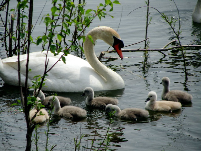 Another spring, another swan family