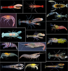 New shrimp species (1) by Arthur Anker, on Flickr
