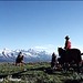 Cowboys driving cattle in Jackson Hole Wyoming under the Grand Tetons