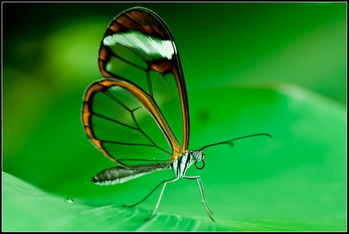Greta oto/Glasswinged butterfly/Glasswing butterfly/espejitos by {deepapraveen very busy with work..back soon