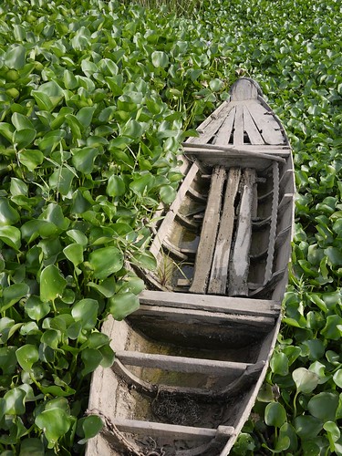 Row Boat in the Weeds [Mekong Delta, Vietnam]
