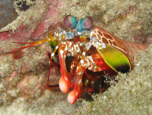 Mantis Shrimp - Odontodactylus scyllarus