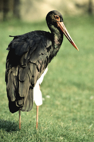 Black Stork by Enam Ul Haque