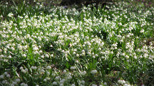 spring flowers photos