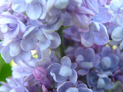Lilacs 001