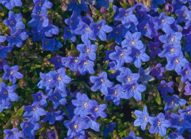Ground Cover With Blue Flowers 47
