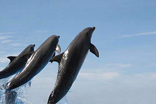 Dolphins leaping in Tenerife. Image credit: Doegox via Flickr
