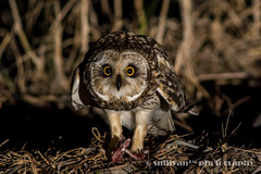 短耳鴞 Short-eared Owl