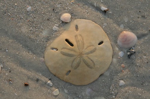 Sand dollar at Lover's Key State Park