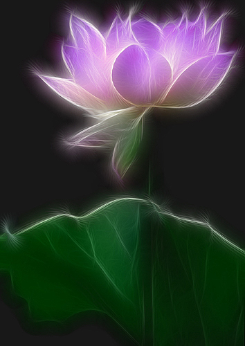 Fractalius Purple Lotus Flower and leaf Special effects in PS7