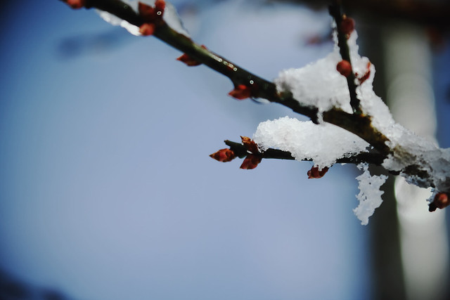雪正月 - 無料写真検索fotoq
