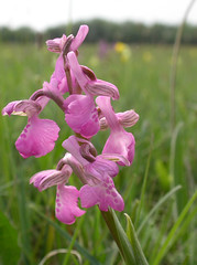 Wiltshire Orchids