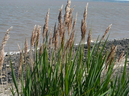 Estuary grass
