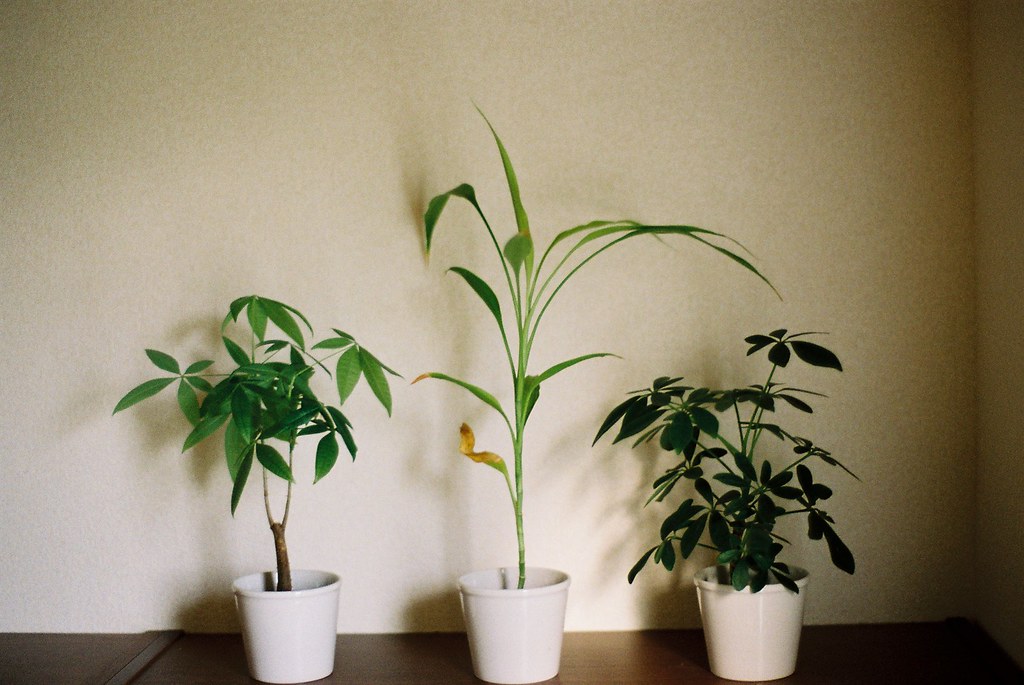 my small plants