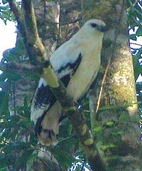 Costa Rica 2005 Macros