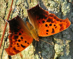 5...2008 Butterflies and Moths
