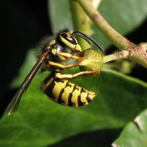 Hornet on an ivy-bud