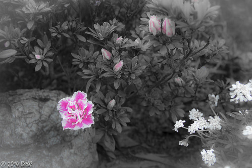 74-365 A Touch of Pink