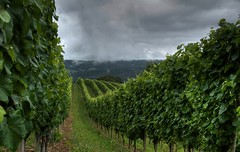 Wine and vinyards
