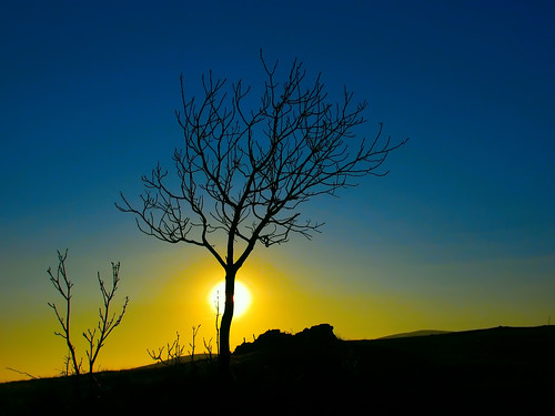 Sunset Tree by ToniVC