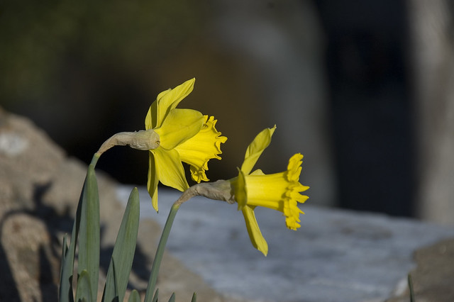 Daffodils at Falls