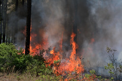 Fire and Prescribed Burns