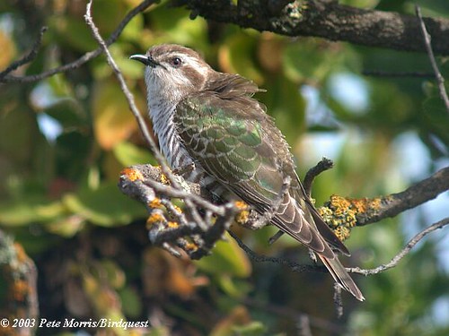 Horsfields Bronze-Cuckoo (Chrysococcyx basalis)
